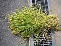 稲刈り
