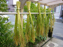 稲刈り