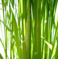 穂ほほ～！C 2007/08/01 23:49:00