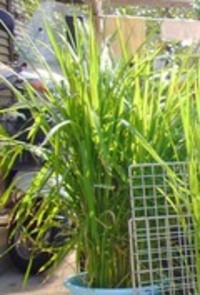 こっちの穂は？ 2007/08/01 23:59:00