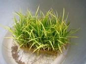 田植え準備　その4　（第2弾）　