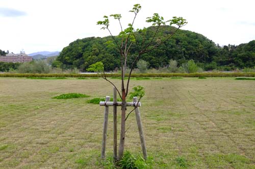 センダン　植栽後２年半くらい
