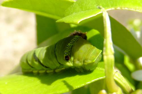 アゲハ 2011 ③