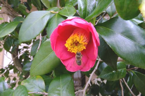 万葉の森　紅白梅