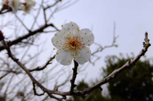 万葉の森　紅白梅
