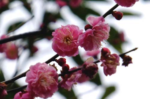 万葉の森　紅白梅