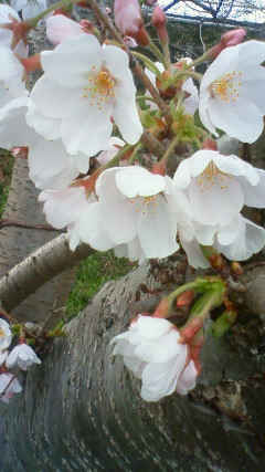 やっぱり桜はステキ！
