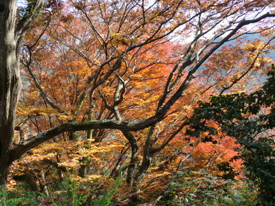 紅葉です(*^。^*)