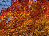 紅葉です(*^。^*)