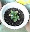 野に咲く花のように