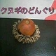 クヌギのどんぐり