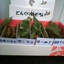 クヌギのどんぐり
