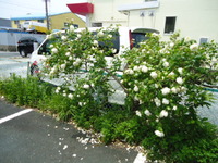 白い薔薇