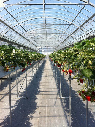 野菜ソムリエの、いちごのおはなし。
