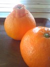 春のごはん