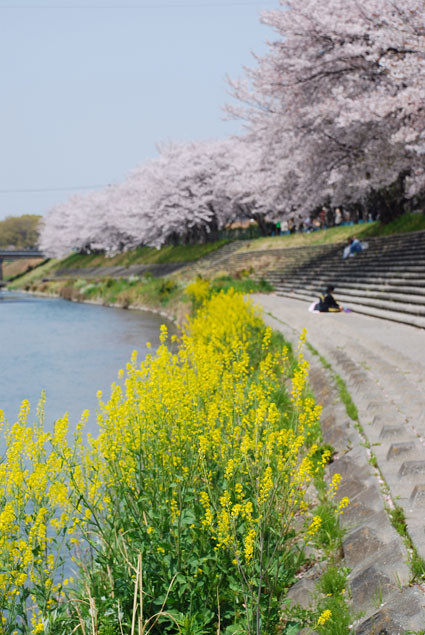 桜