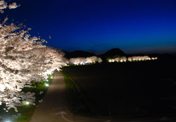夜桜