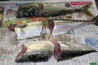 頭が良くなる青魚・・・♪ 2011/06/24 08:31:29