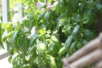 明朝、収穫します！ 2011/06/06 12:44:02