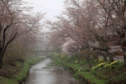忍野八海の桜