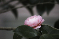 早朝の癒し 2020/03/19 08:55:09