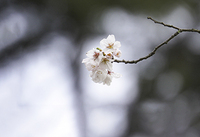 早朝の癒し 2020/03/20 10:15:21