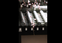 早朝の癒し 2020/03/27 09:21:17