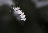 早朝の癒し