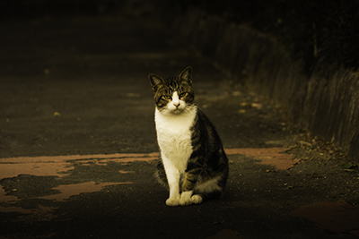 夕方の癒し