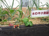 さわやか農園のイチゴ 2023/04/24 14:41:38