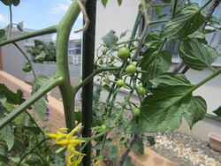 夏に向けて