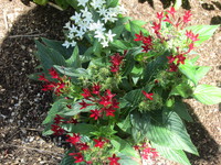 さわやかのお花 2023/08/11 13:53:29