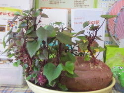 今日のお昼ご飯は？＆さつまいもの森？