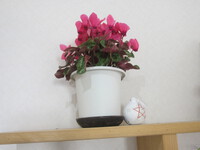今日のさわやかは・・・・・(^^♪ 2023/11/15 16:47:32
