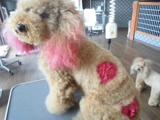 トイプードルのスタッフ ロコ ハートのデザインカット L 犬のトリミング エステ カラーリング ホテル Believe 浜松市