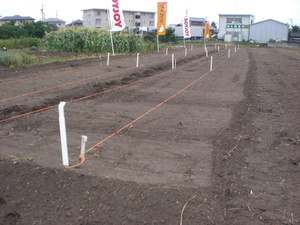 大豆の種まき