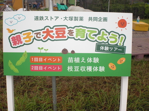 大豆の種まき