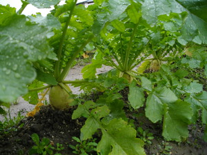 雨の中の作業