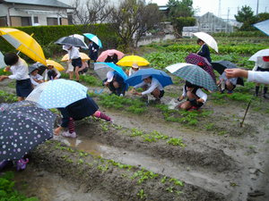 雨の中の作業