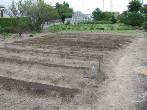 野菜を育てよう