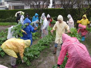 大根収穫　給食野菜に