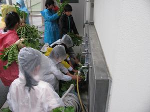 大根収穫　給食野菜に