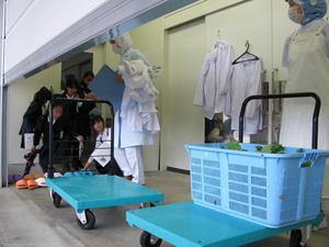 大根収穫　給食野菜に
