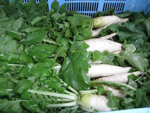 大根収穫　給食野菜に