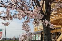 開花