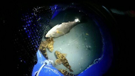 釣り納め
