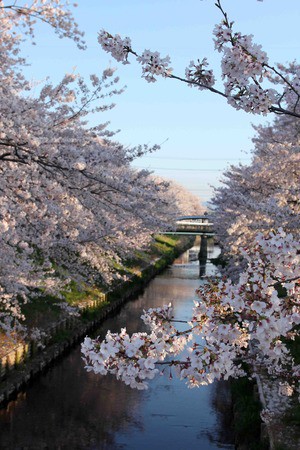 芳川の桜並木