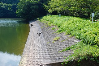 【Ｅ】宝谷池（ほうこくいけ）