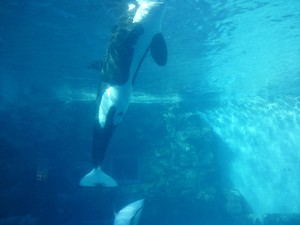 水族館