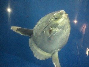 水族館